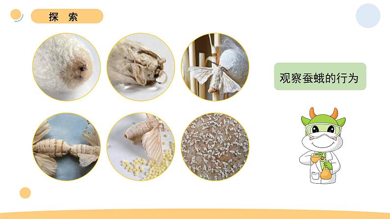 5.茧中钻出了蚕蛾第5页