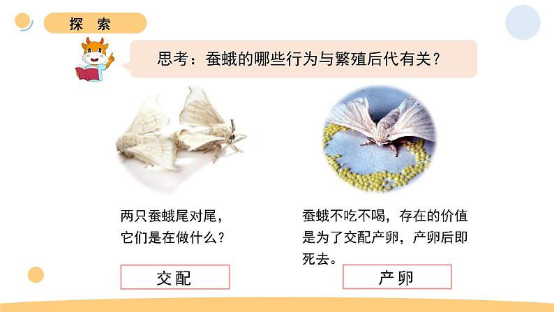 5.茧中钻出了蚕蛾第6页