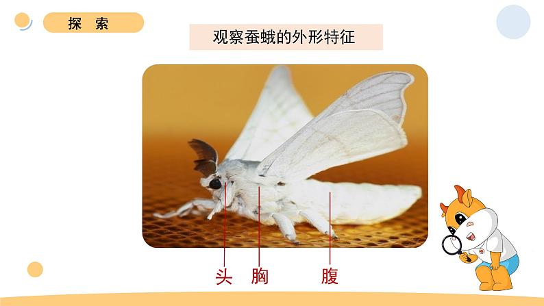 5.茧中钻出了蚕蛾第7页