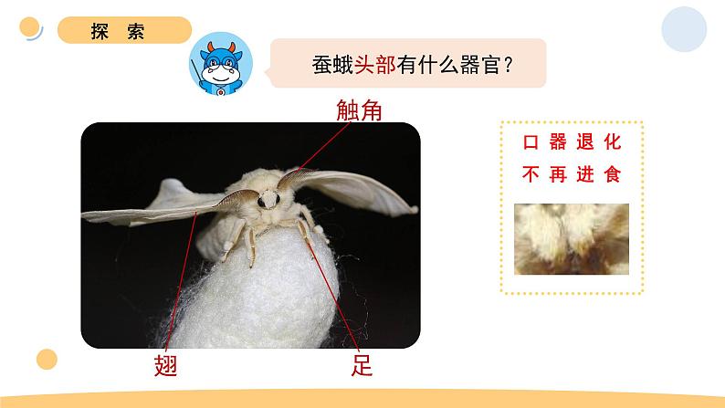 5.茧中钻出了蚕蛾第8页