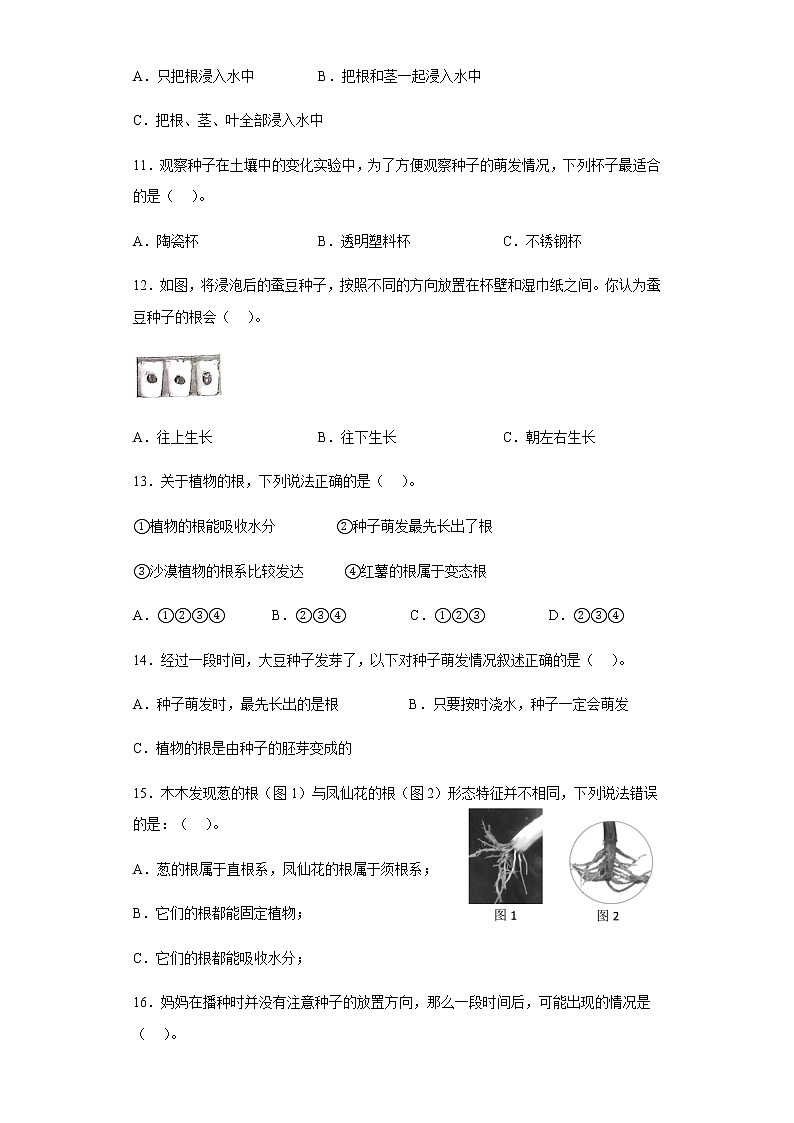 教科版科学四年级下册 1.3 种子长出了根 同步练习（含答案）02