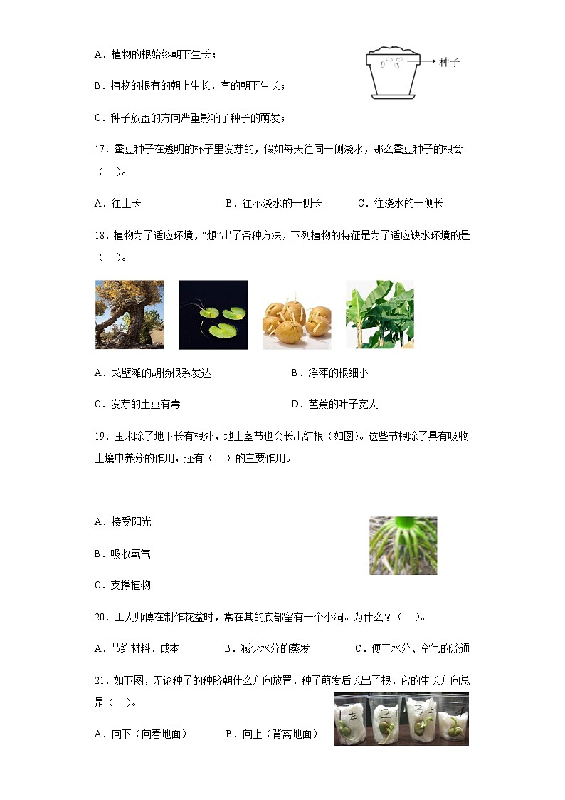 教科版科学四年级下册 1.3 种子长出了根 同步练习（含答案）03