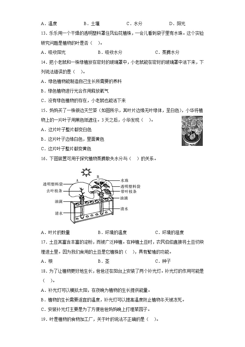 教科版科学四年级下册 1.4茎和叶 同步练习（含答案）第2页