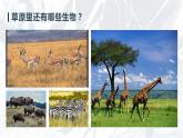 青岛版 五年级下册19 生物的栖息地 课件PPT
