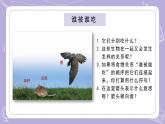 蘇教版科學(xué)六年級下冊2.6有趣的食物鏈 教案+課件PPT