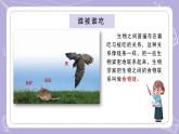 蘇教版科學(xué)六年級下冊2.6有趣的食物鏈 教案+課件PPT