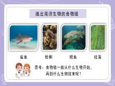 蘇教版科學(xué)六年級下冊2.6有趣的食物鏈 教案+課件PPT