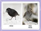 苏教版科学六年级下册4.15多样的生物 教案+课件PPT+视频素材
