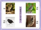 苏教版科学六年级下册4.15多样的生物 教案+课件PPT+视频素材