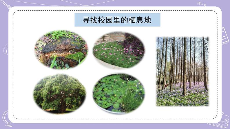 苏教版科学六年级下册2.5多样的栖息地 教案+课件PPT03