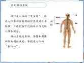 青岛版 五年级下册2神经系统 课件PPT