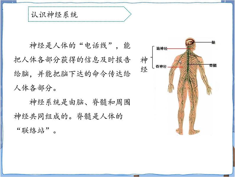 青岛版 五年级下册2神经系统 课件PPT04
