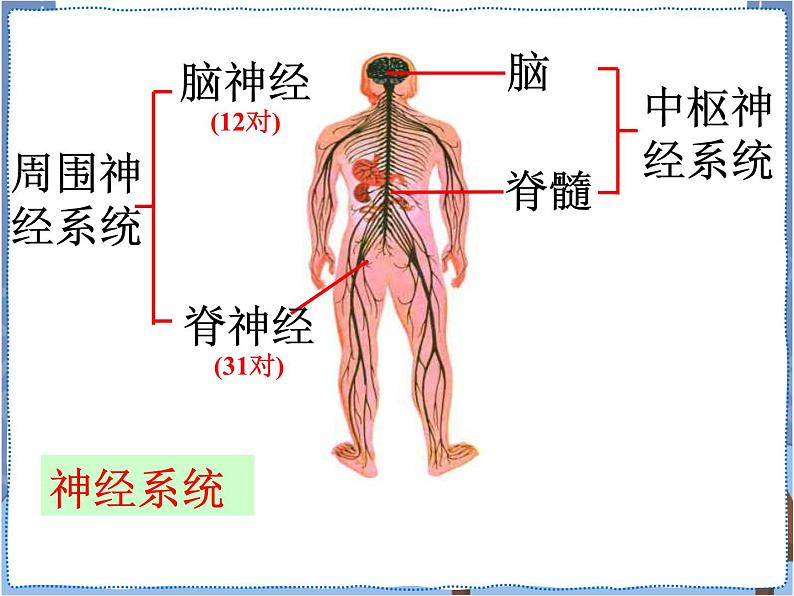 青岛版 五年级下册2神经系统 课件PPT05