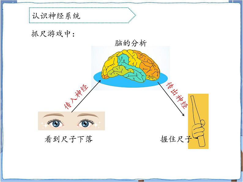 青岛版 五年级下册2神经系统 课件PPT06