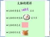 青岛版 五年级下册3保护脑 课件PPT