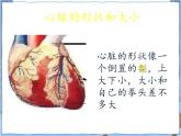 青岛版 五年级下册4心脏和血管 课件PPT