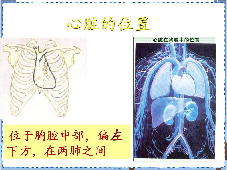 青岛版 五年级下册4心脏和血管 课件PPT04
