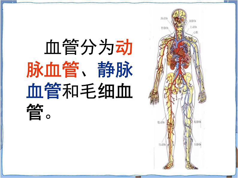 青岛版 五年级下册4心脏和血管 课件PPT05