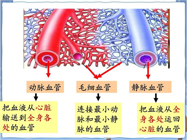 青岛版 五年级下册4心脏和血管 课件PPT06