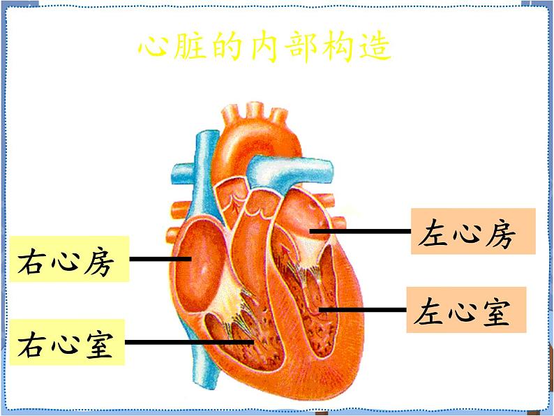 青岛版 五年级下册4心脏和血管 课件PPT07