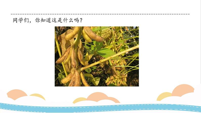 冀人版科学三年级下册1.3 植物与我们的生活 授课课件+视频05