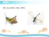 冀人版科学三年级下册1.5 昆虫 授课课件+视频