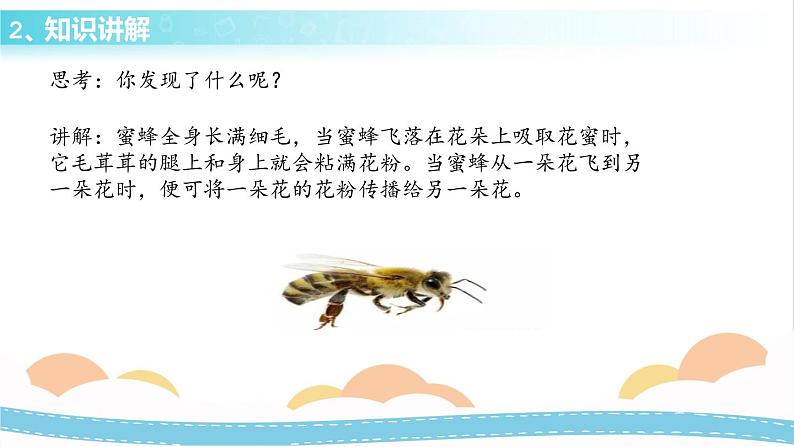 冀人版科学三年级下册3.1 蜜蜂传粉 授课课件+视频06
