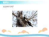 冀人版科学三年级下册3.2喜鹊筑巢 授课课件+视频