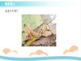 冀人版科学三年级下册3.3杀虫剂对生物的影响 授课课件+视频