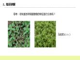 冀人版科学五年级下册4.1种类繁多的植物 课件+视频