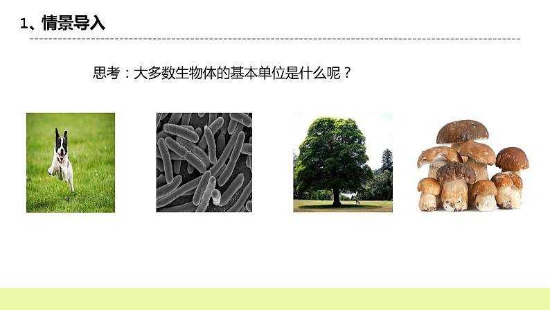 冀人版科学五年级下册4.2观察细胞 课件+视频03