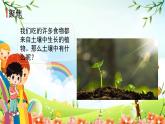 教科版科学四年级下册 第6课时 观察土壤 课件