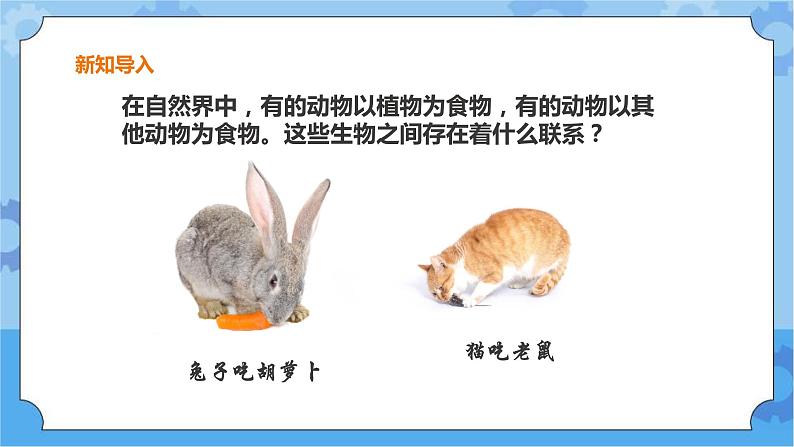 粤教粤科版六下科学3.16《生物间的食物关系》课件+教案+练习+素材02