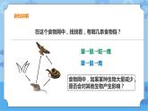 粤教粤科版六下科学3.17《食物网中的生物》课件+教案+练习+素材