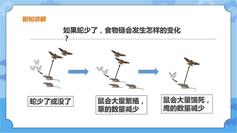 粤教粤科版六下科学3.17《食物网中的生物》课件+教案+练习+素材06