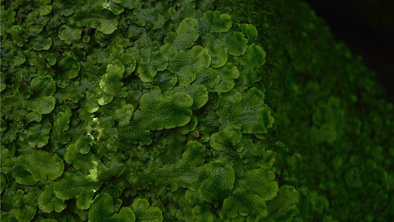 青岛版科学（2017）六三制六年级下册6.《.给植物分类》教学课件02