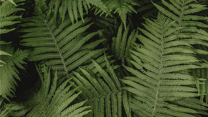 青岛版科学（2017）六三制六年级下册6.《.给植物分类》教学课件03