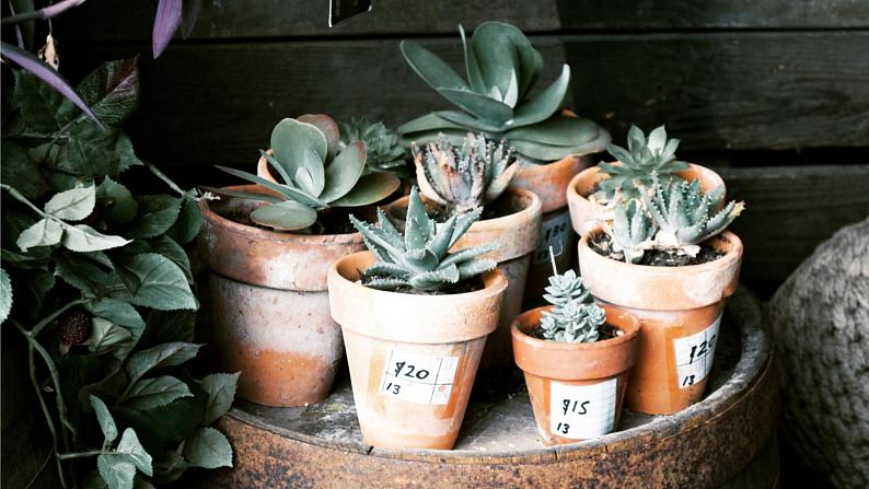 青岛版科学（2017）六三制六年级下册6.《.给植物分类》教学课件06