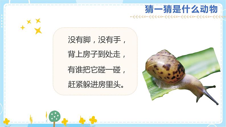 2.3《观察一种动物》课件第3页