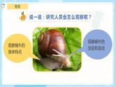 【教科版】一下科學(xué)  2.3 觀察一種動物  課件+教案+練習(xí)+素材