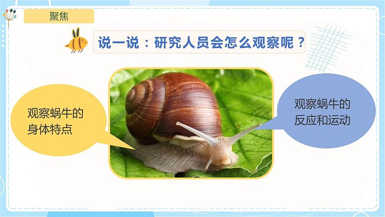 2.3《观察一种动物》课件第4页