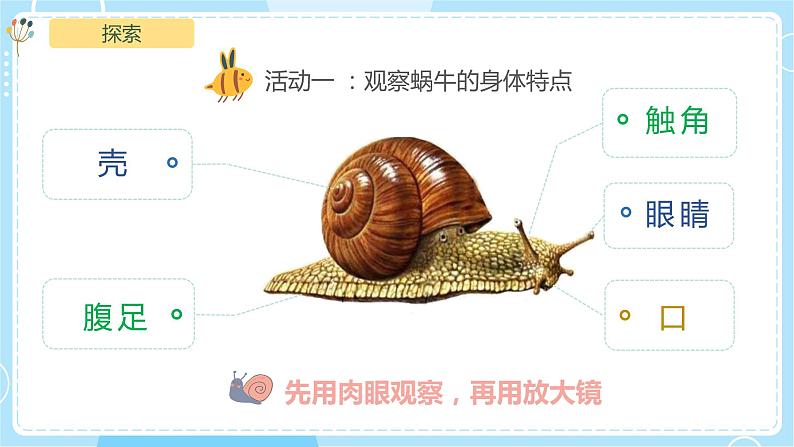 2.3《观察一种动物》课件第5页