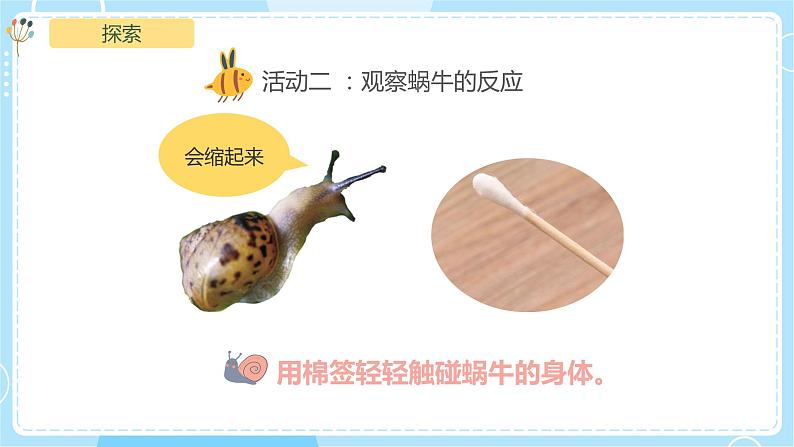 2.3《观察一种动物》课件第7页