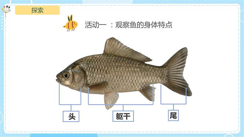 【教科版】一下科学  2.5 观察鱼 课件+教案+练习+素材06