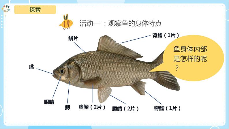 【教科版】一下科学  2.5 观察鱼 课件+教案+练习+素材07