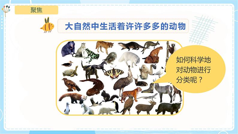 2.6《给动物分类》课件第4页