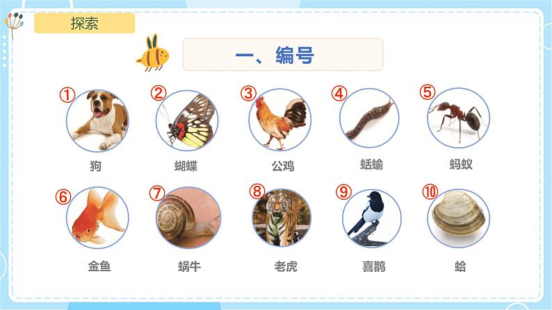 2.6《给动物分类》课件第6页