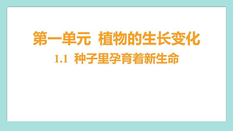 1.1 种子里孕育着新生命（习题课件）教科版（2017）四年级科学下册01