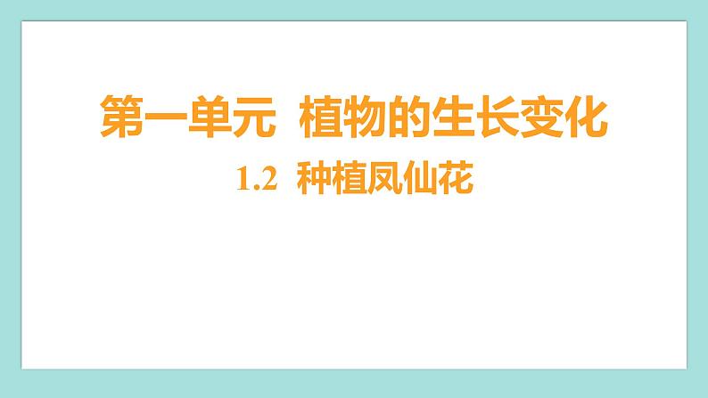 1.2 种植凤仙花（习题课件）教科版（2017）四年级科学下册01