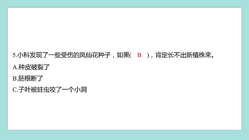 1.2 种植凤仙花（习题课件）教科版（2017）四年级科学下册04